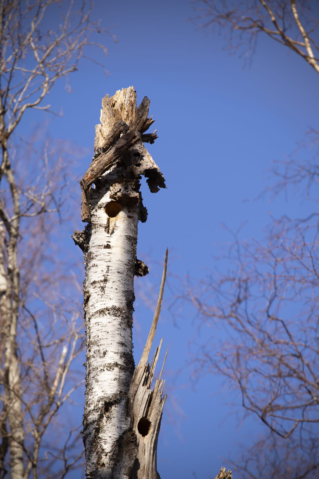 Valkoselkätikan nokan-jälkiä. Ylintä koloa on koverrettu tänä kesänä. Kenties sinne on valmistunut pesä.