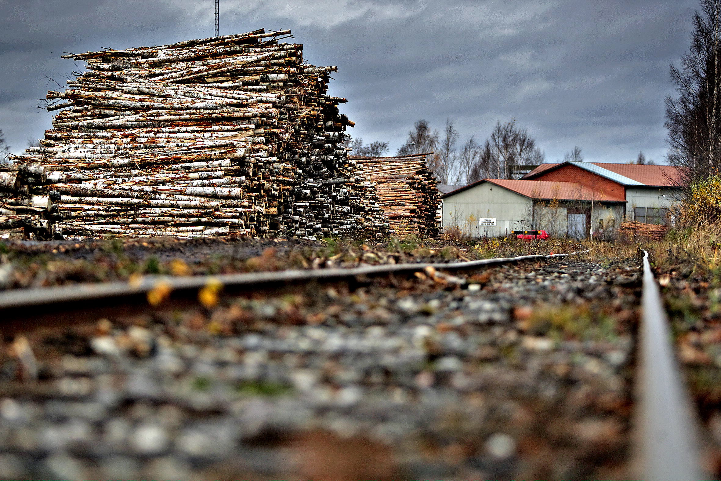Konfliktipuun käytölle loppu – "Kenellä koivikoita on, nyt on mahdollisuus panna niitä kuntoon"