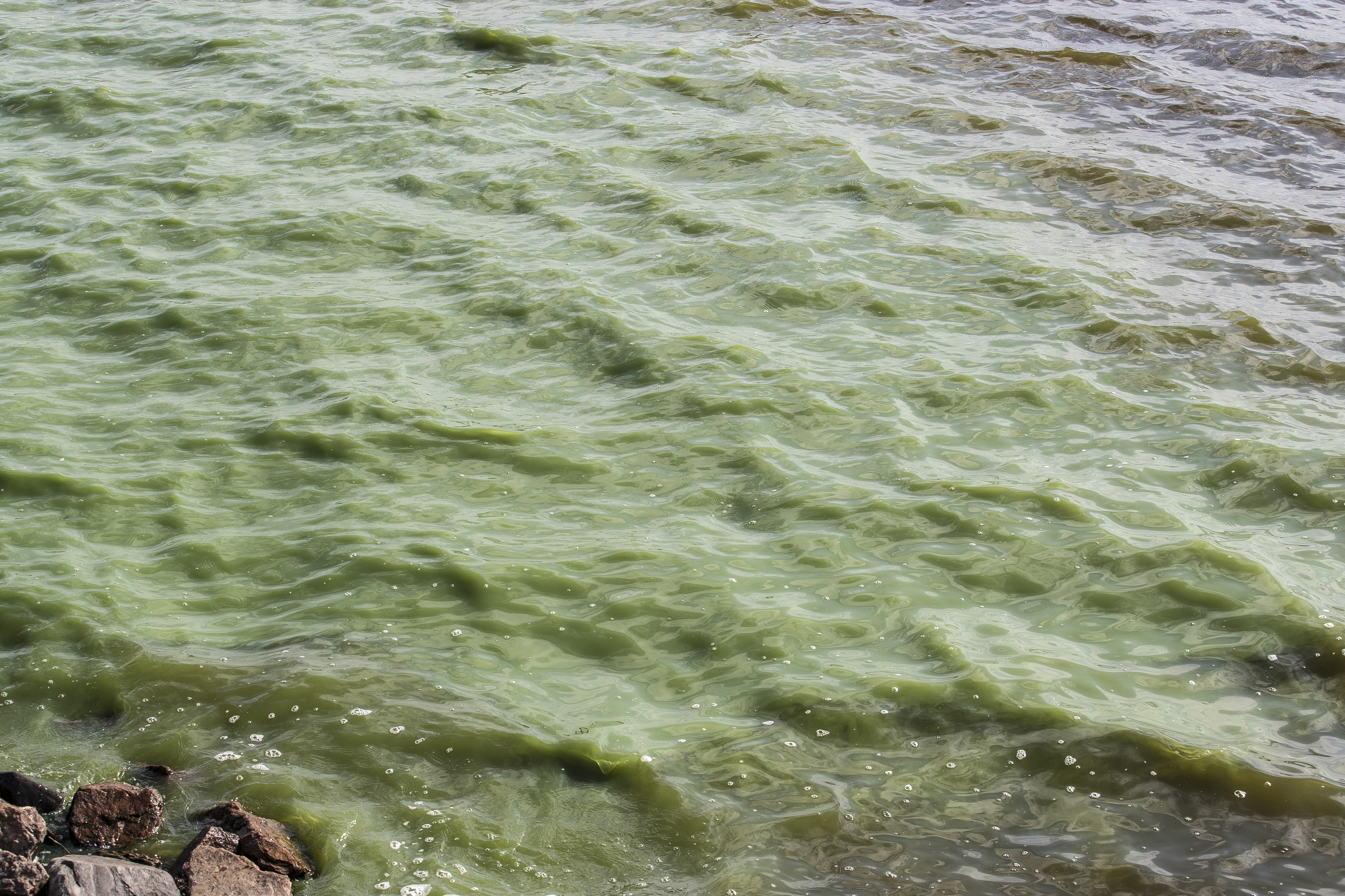 Haapajärven tekoaltaan vesi on värjäytynyt pitkältä matkalta vihreäksi. Väri muistuttaa sinilevää.