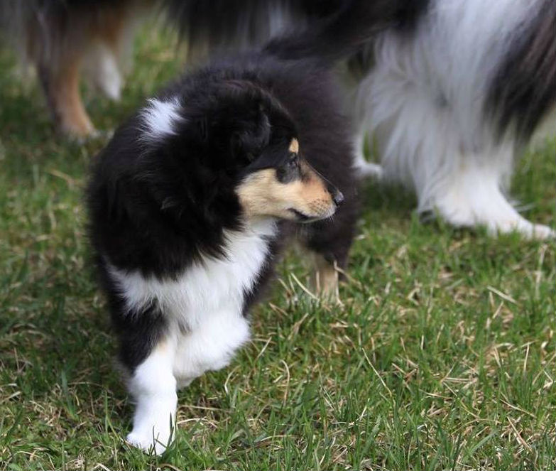 Ville-pentu änkeytyy ahtaasta kanin kulkuaukosta