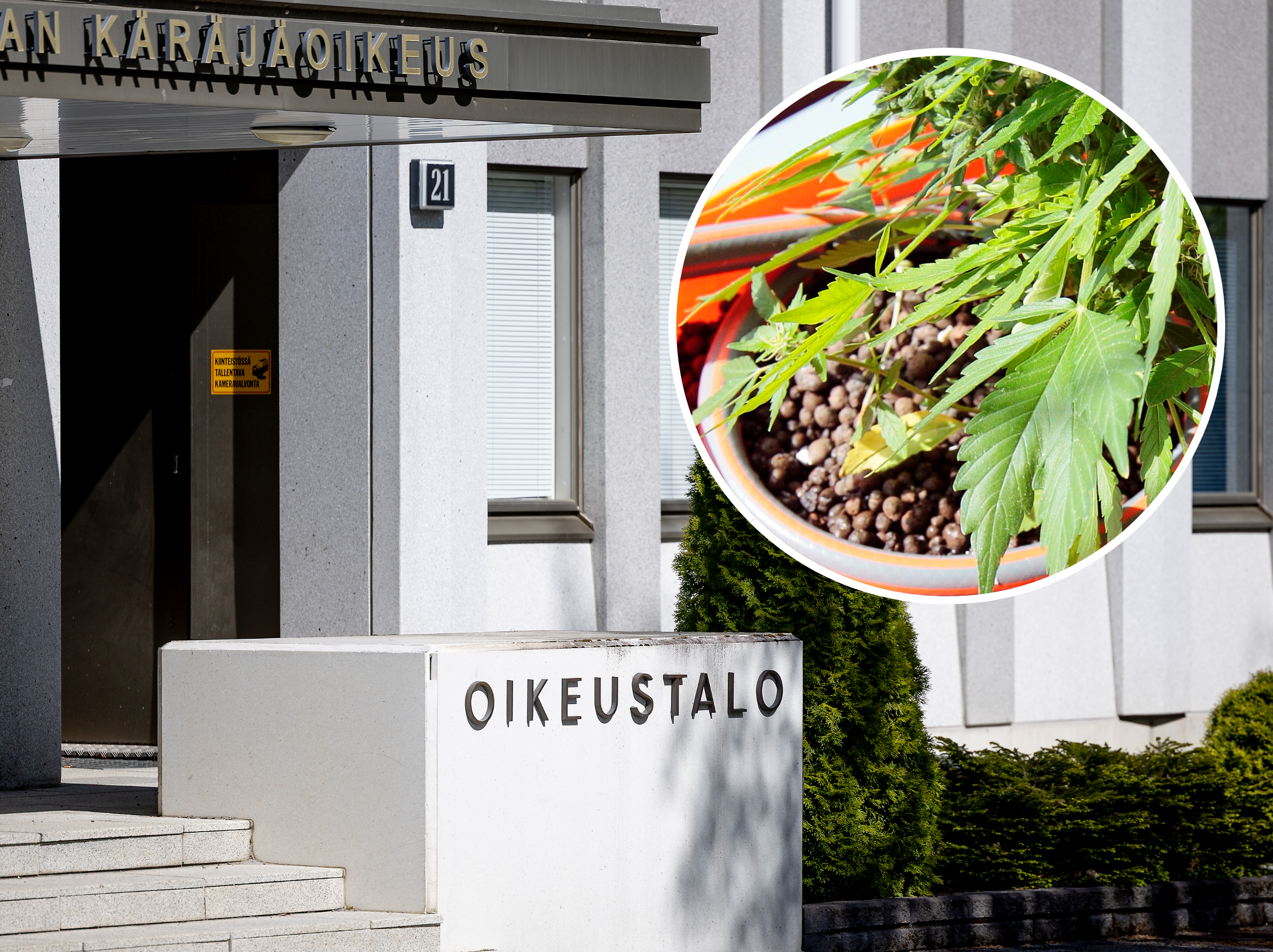 Syyttäjän mukaan alajärveläisveljekset kasvattivat kannabista ja saivat Lehtimäeltä apua – Nuorempi ryhtyi amfetamiinipuuhiin ison seinäjokelaisen jakelijan kanssa