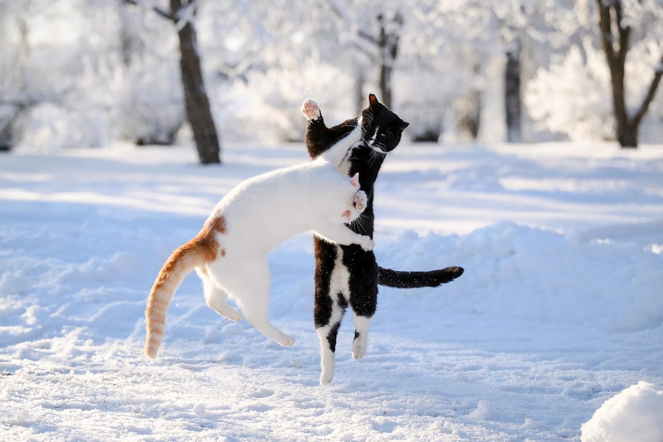 Pötkö (mustavalkoinen) ja Pätkis nauttivat talvikeleistä. Kiitos kuvasta Tuulia Nelimarkka. Lähetä sinäkin lemmikkisi kuva pienen taustatiedon kera joko sovelluksemme kautta tai osoitteeseen toimitus@jarviseutu-lehti.fi.