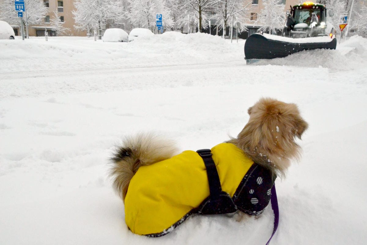 Tiibetinspanieli Lila seurasi, kun Valtteri-myrskyn jälkiä aurattiin sunnuntaiaamuna Keravalla. LEHTIKUVA / EIJA KONTIO