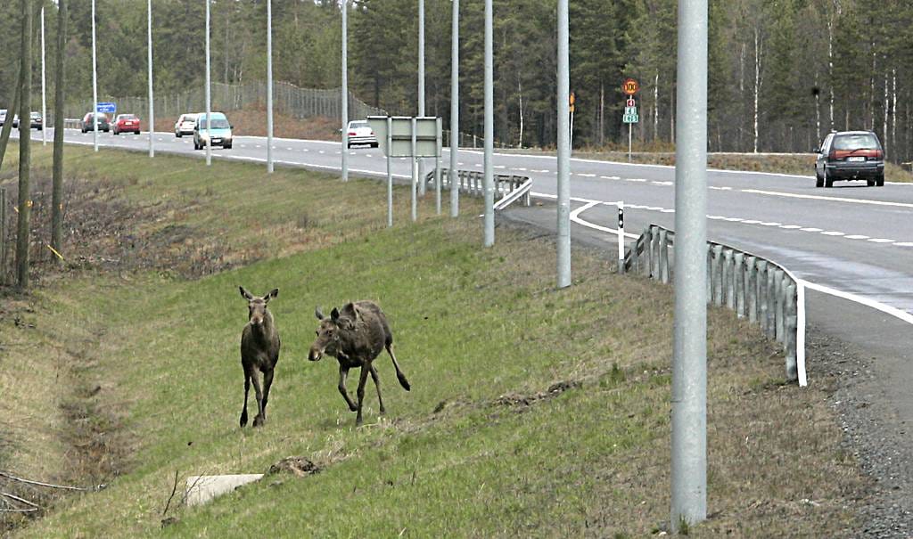 Muovinauha estää hirveä juoksemasta tielle.