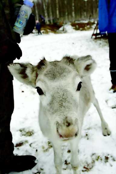 Kun Läiskä sattuu sille päälle, se pitää yleisölleen vauhdikkaita leikkinäytöksiä.