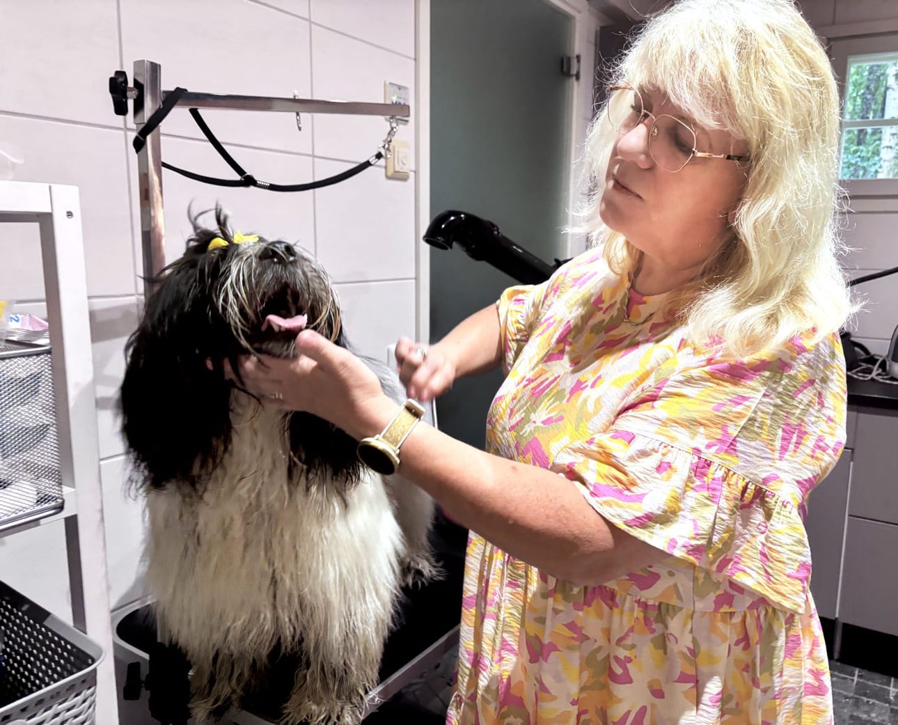 Tiibetinterrierin turkin hoito on ensiarvoisen tärkeää. Sirpa Puumala nauttii Justuksen turkin harjaamisesta.