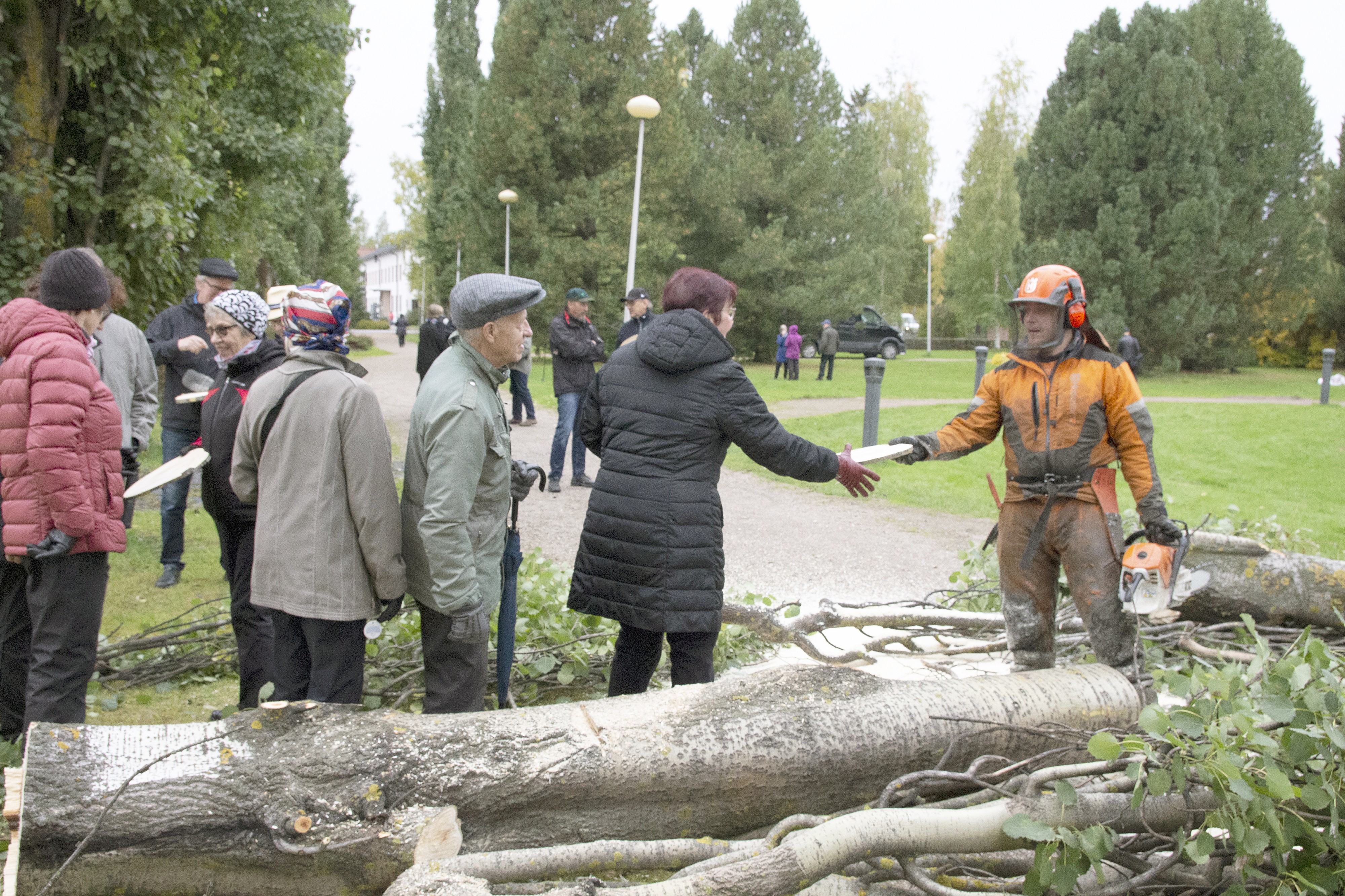 Ylivieskalaiset saivat maanantaiaamuna hakea matkaansa palan vanhaa Kirkkopuistoa, kun Ismo Pudas Erä-Jorma Oy:sta kaatoi pylväshaavan kirkkotyömaan alkajaisiksi.