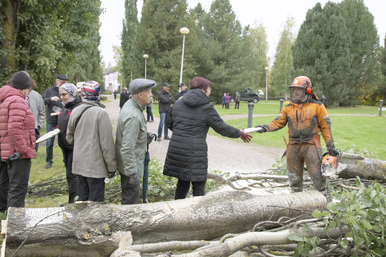 Ylivieskalaiset saivat maanantaiaamuna hakea matkaansa palan vanhaa Kirkkopuistoa, kun Ismo Pudas Erä-Jorma Oy:sta kaatoi pylväshaavan kirkkotyömaan alkajaisiksi.