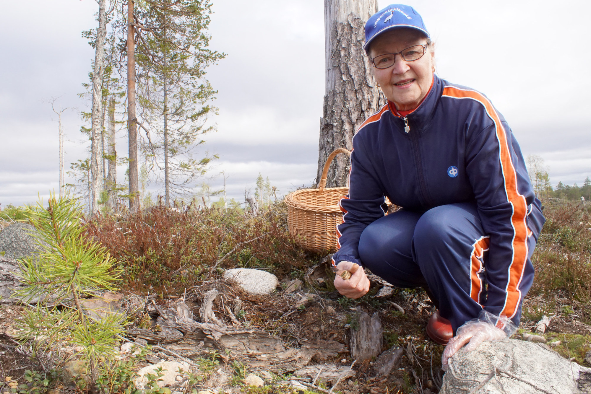 Korvasieniä kannattaa etsiä kohtalaisen uusilta metsänviljelyalueilta, tietää terttu Hiltula.