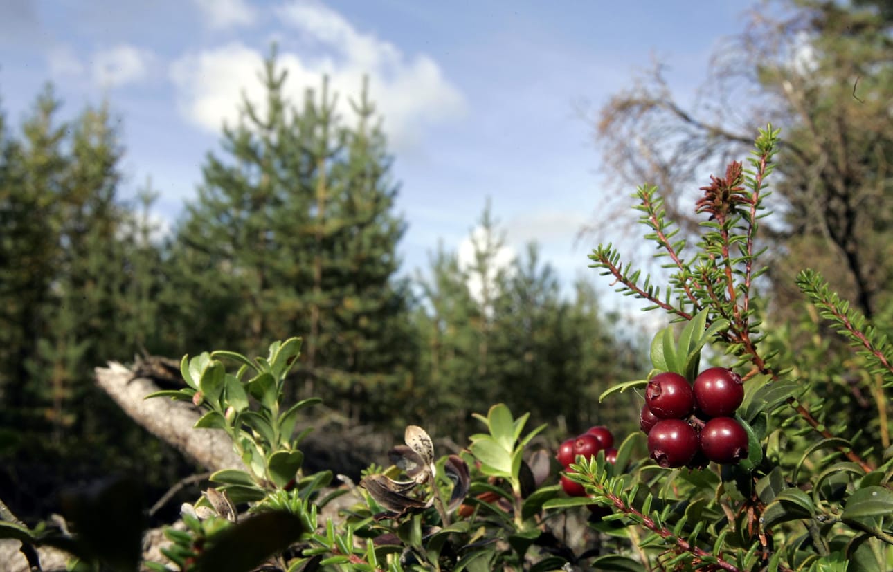 Maahanmuuttajat viedään marjastamaan.