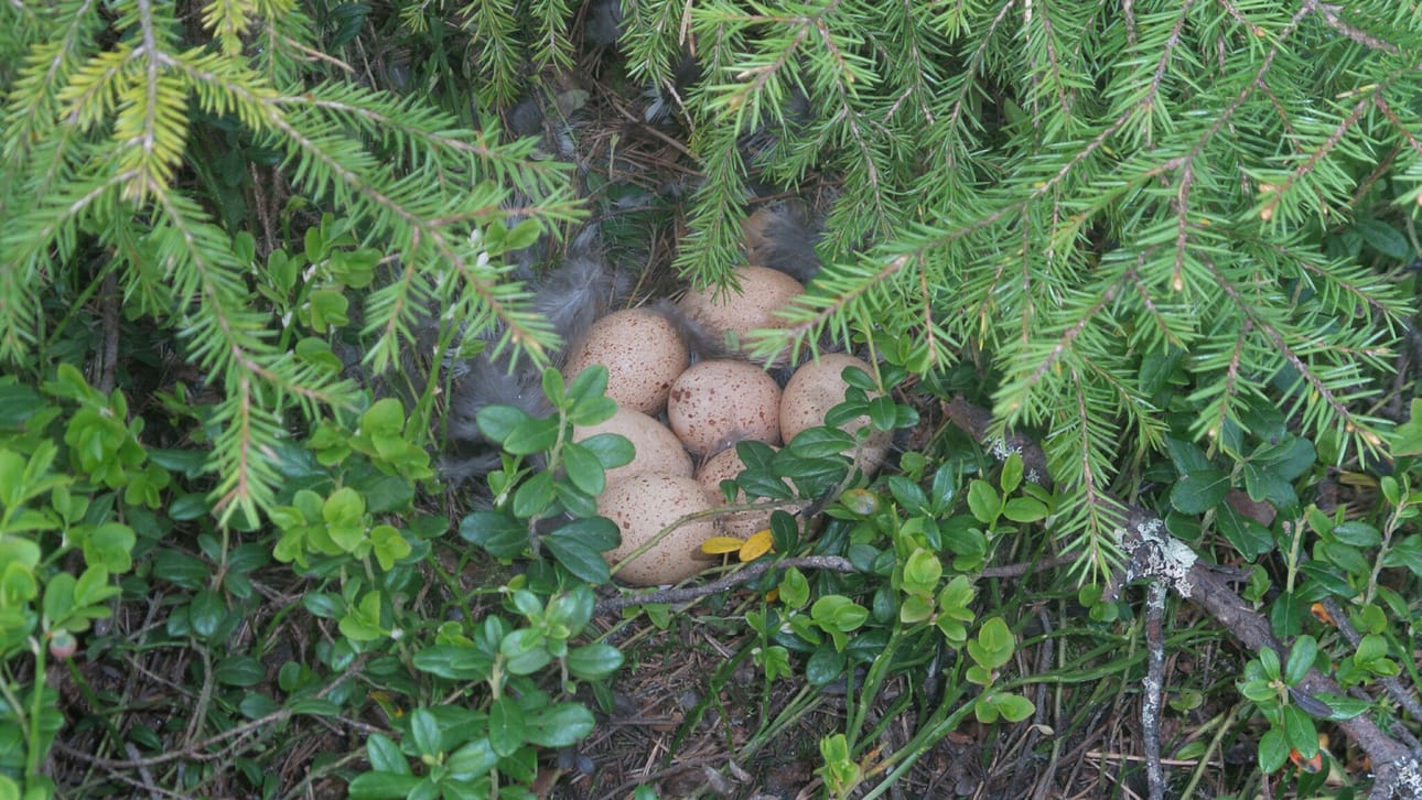 Koppelon haudonta on meneillään.