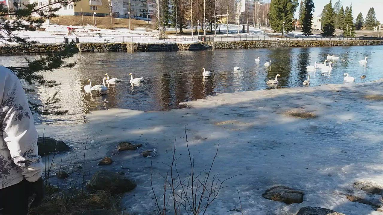 Joutsenet Kajaaninjoella