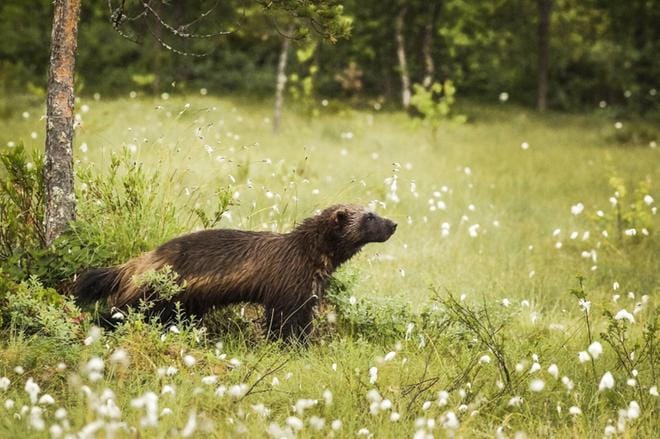 Suomen ahmakanta on tällä hetkellä noin 220-250 yksilöä.