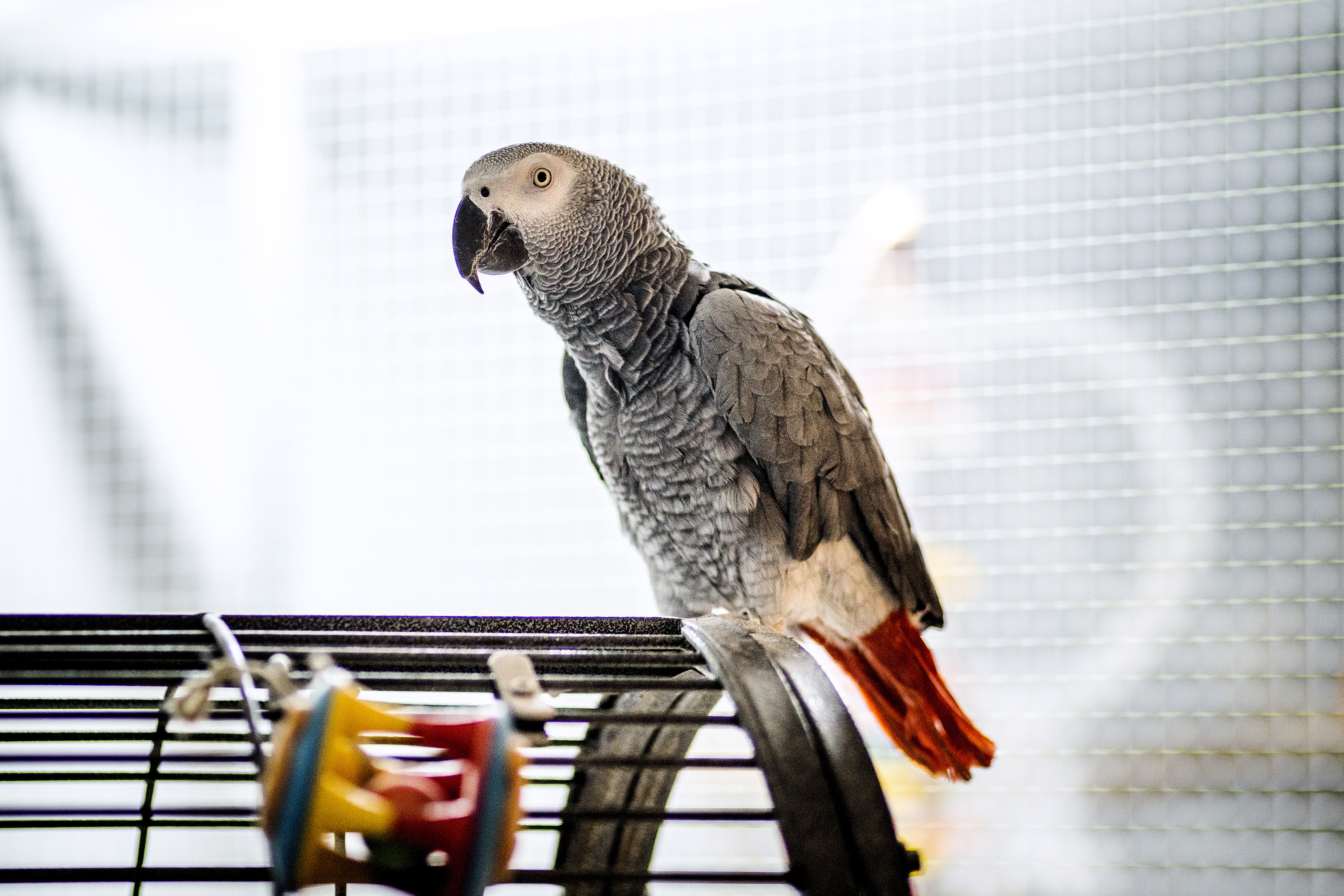 Otto-papukaija rakastaa paahtoleipää, somesta tutun linnun lempipuuhaa on myös perheen koirien huudattaminen 