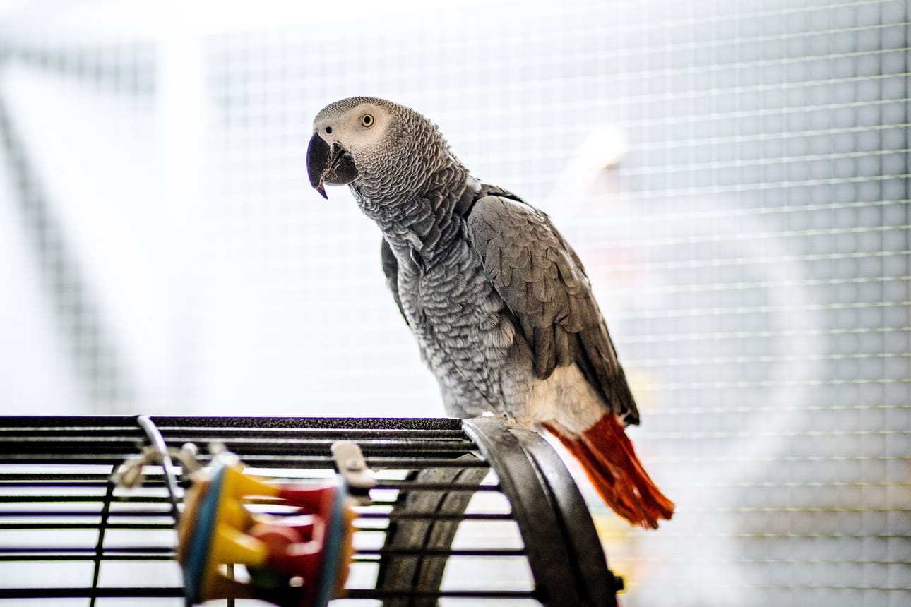 Otto rakastaa paahtoleipää, paperin repimistä ja mustien muovikorkkien nokkimista.