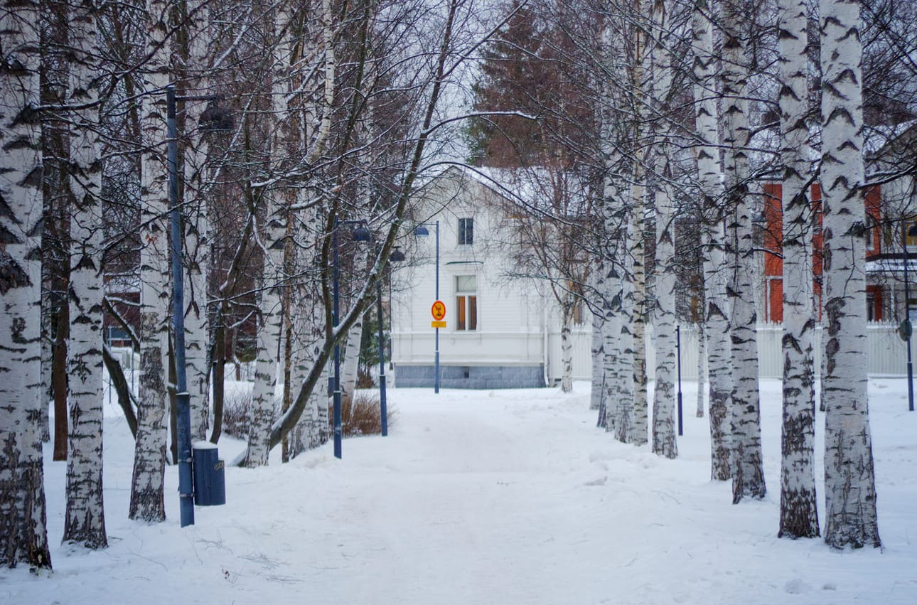 Åströminpuiston puustoa uusitaan ja monipuolistetaan osana puiston perus­korjausta. Tällä hetkellä puistossa kasvaa eniten koivuja, joista osa on päässyt jo huonoon kuntoon.