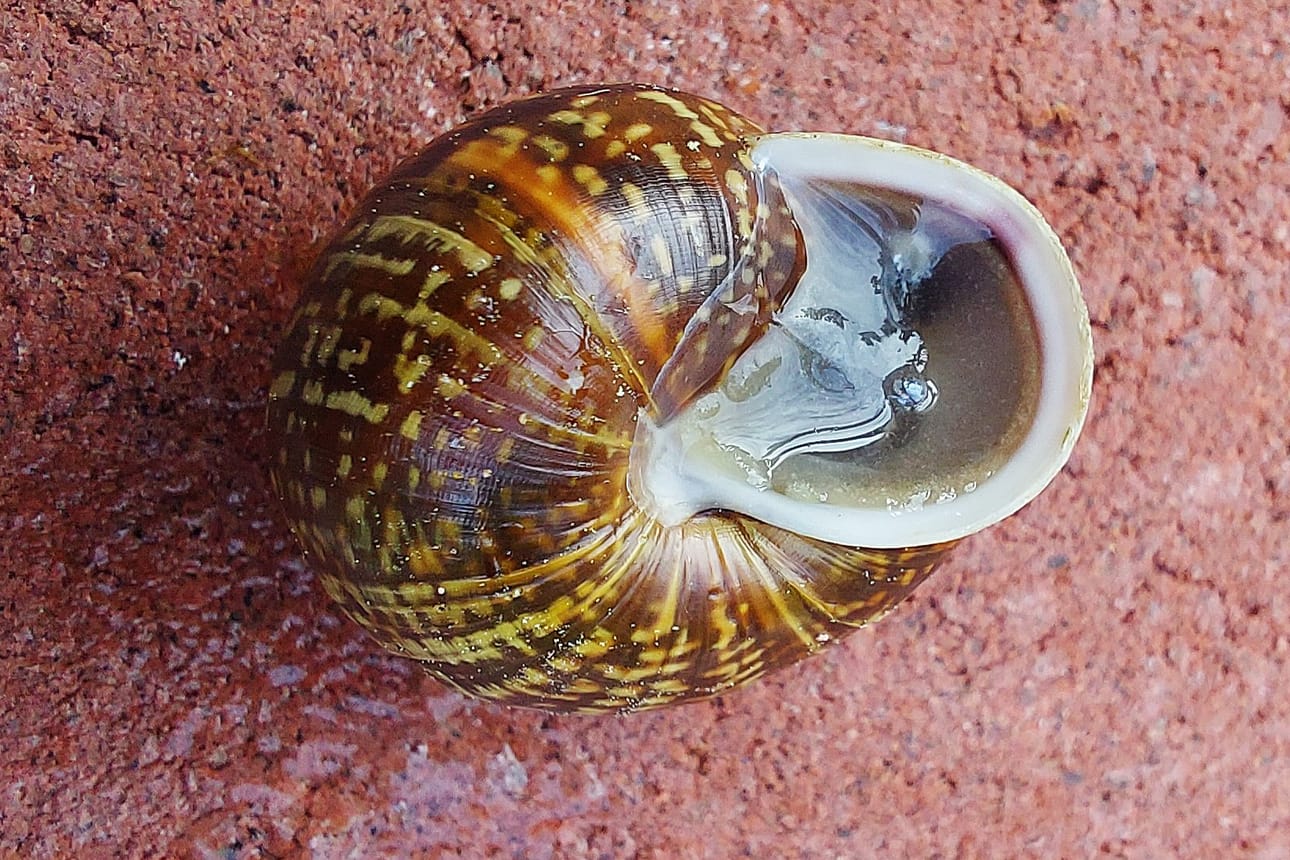 Lehtokotilon suuaukolla on selkeä huuli. Se on sukukypsillä kotiloilla vaalea.