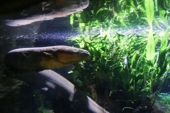 Sea Life Helsingin sähköankerias Raipe pääsi joulun alla otsikoihin syötyään altaaseen vahingossa pudonneen taskulampun. KUVA: Markku Uhari