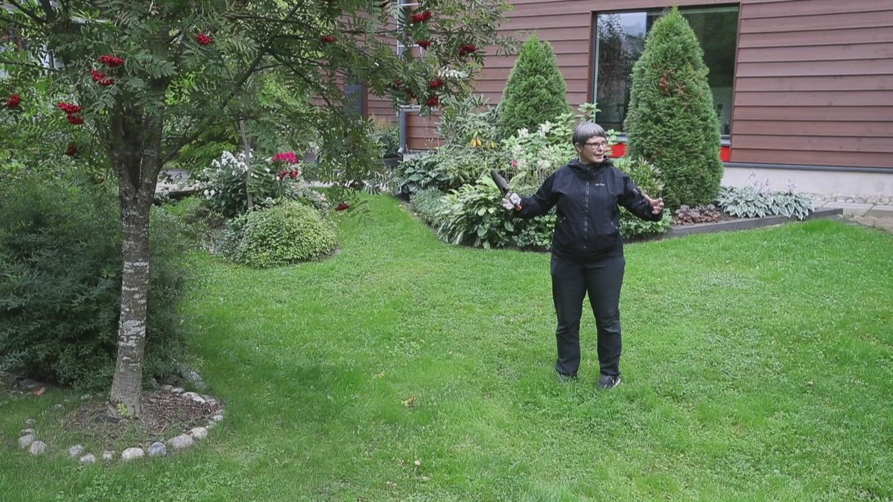 Näin nopeasti Nekun tarkka kuono haistaa tryffelin