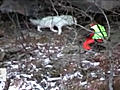 Leon-koira pelastettiin vuorenrinteeltä