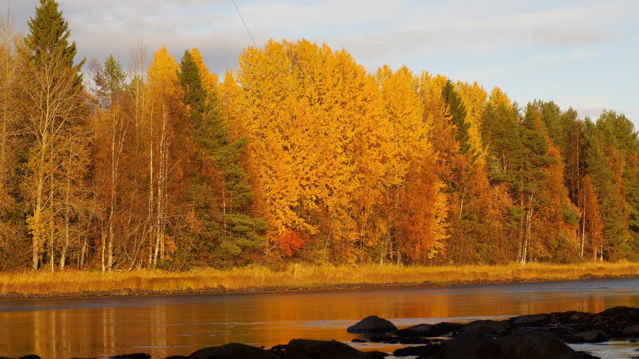 Keltaiset haavat värjäävät jokimaisemaa Iijoella 5.10.