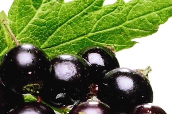 Herukan toinen nimi viinimarja juontaa 1600-luvulle, jolloin luostareissa keksittiin valmistaa marjasta viiniä.