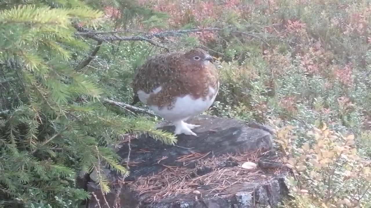 Riekko vaihtaa väriä