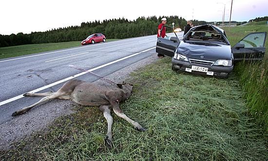 Hirvi voi hypätä kohtalokkaasti tielle myös kaupunkialueella, esimerkiksi moottoritiellä Kaakkurissa.