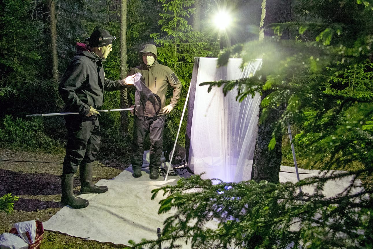 Perhosharrastajat Jari Halkola (vasemmalla) ja Marko Niemeläinen kiertävät Etelä-Pohjanmaan alueella havainnoimassa perhosia yleensä yöaikaan. Viikko sitten miehet pystyttivät perhosten houkutteluvalot Teuvalle Sivin metsäkämpän maastoon.