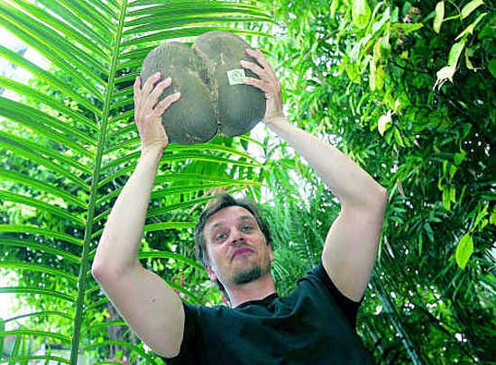 Kauniiksi takamukseksi kutsuttu pähkinä on yksi kasvitieteellisen puutarhan Linnén 300-vuotisjuhlanäyttelyn vetonauloista. Puutarhanjohtaja Marko Hyvärinen esittelee vajaat 15 kiloa painavaa siementä.