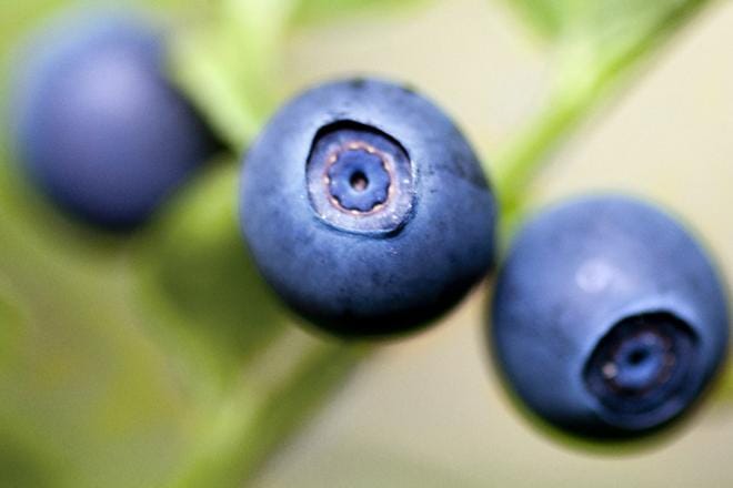 Luomumustikkaa poimittiin viime vuonna myyntiin ennätykselliset 3,4 miljoonaa kiloa. KUVA: Marita Waenerberg