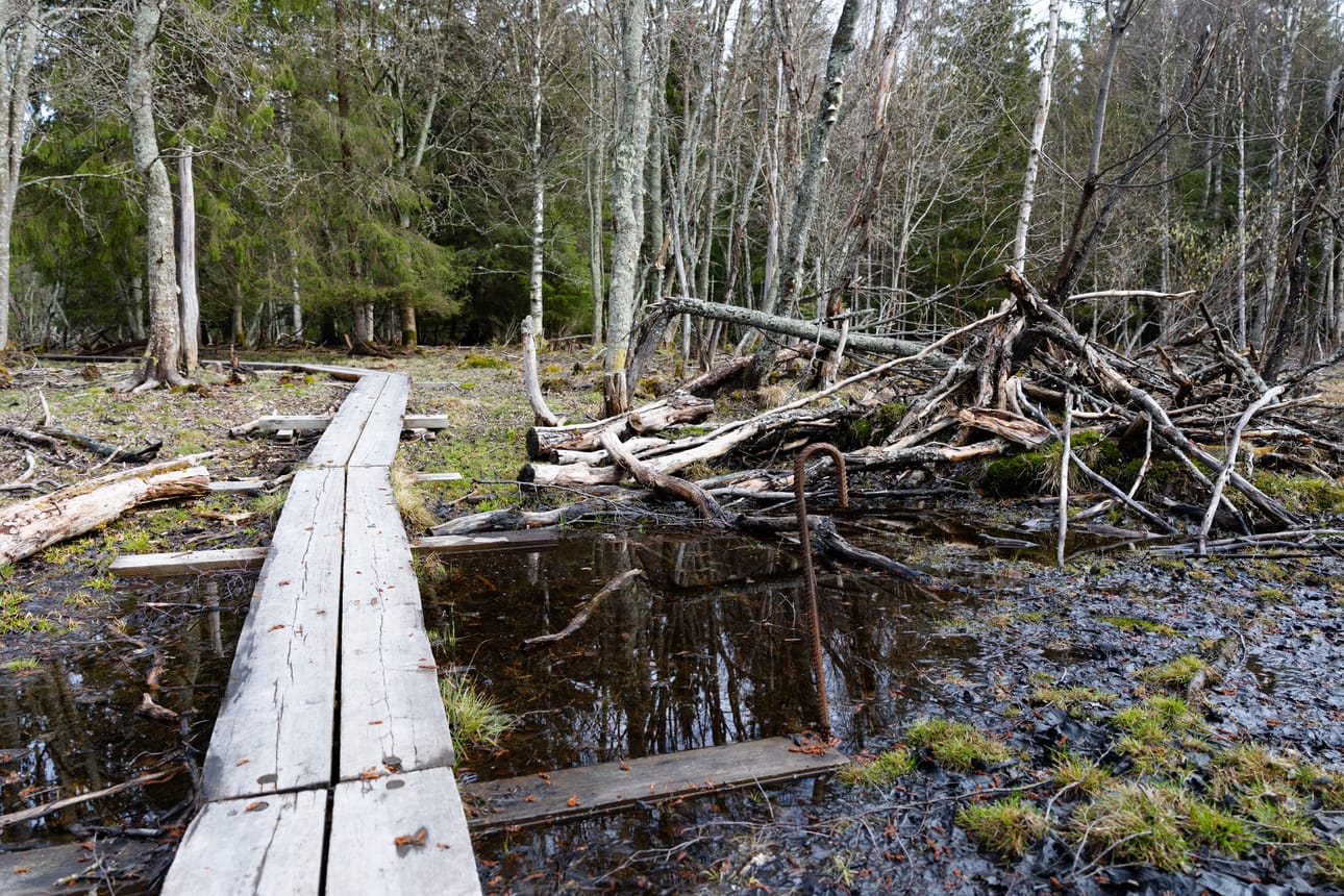 Vesi kuluttaa pitkospuita. Metsähallituksen maastopalveluiden palveluomistaja Hanna Ylitalo kertoo, että pitkospuita täytyy uusia eri-ikäisinä olosuhteista riippuen. – Joskus kymmenvuotiaat pitkokset ovat jo pitkäikäiset, joskus ne kestävät kauemminkin.