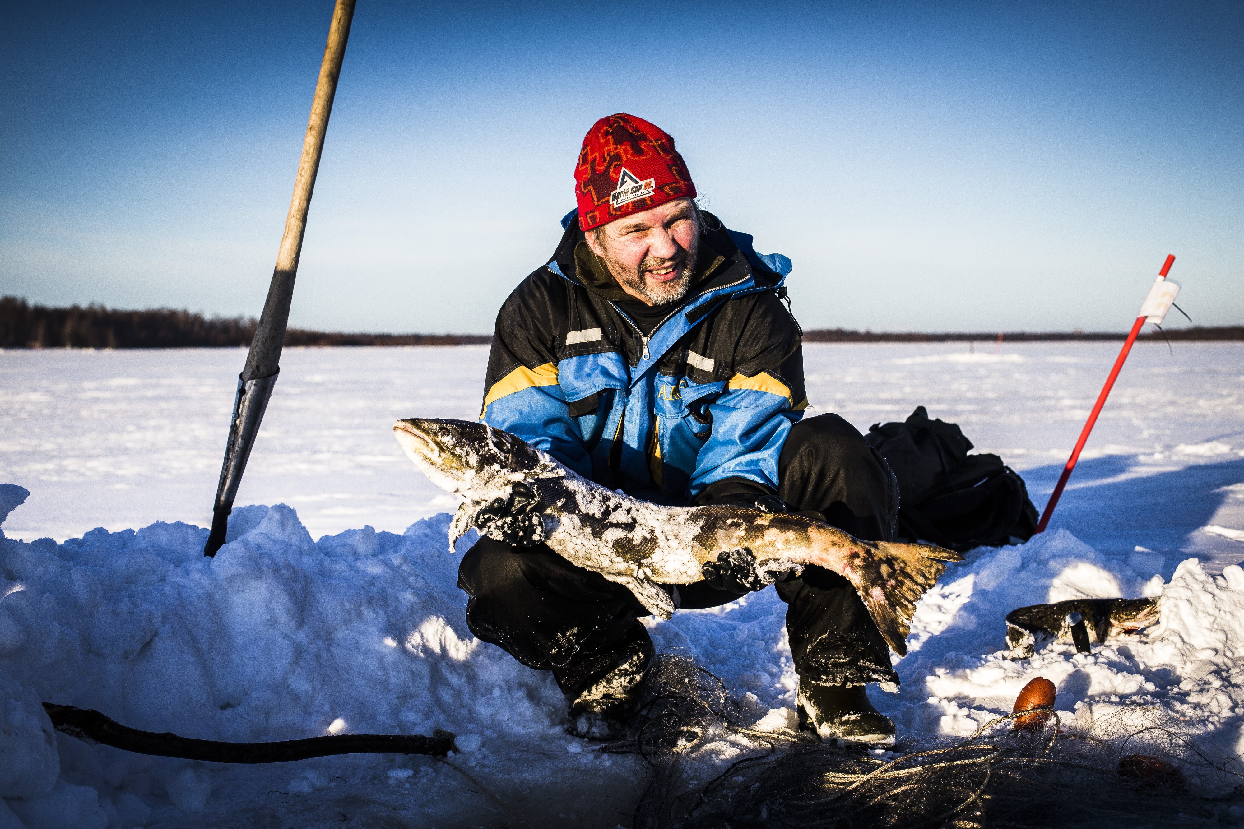 Tällä reissulla saaliiksi tuli 3 lisää. Yhteensä sairaita kaloja on jo 136. Jos tahti jatkuu samana, tänä talvena neljään haukiverkkoon sotkeutuu yli 200 sairasta lohta.