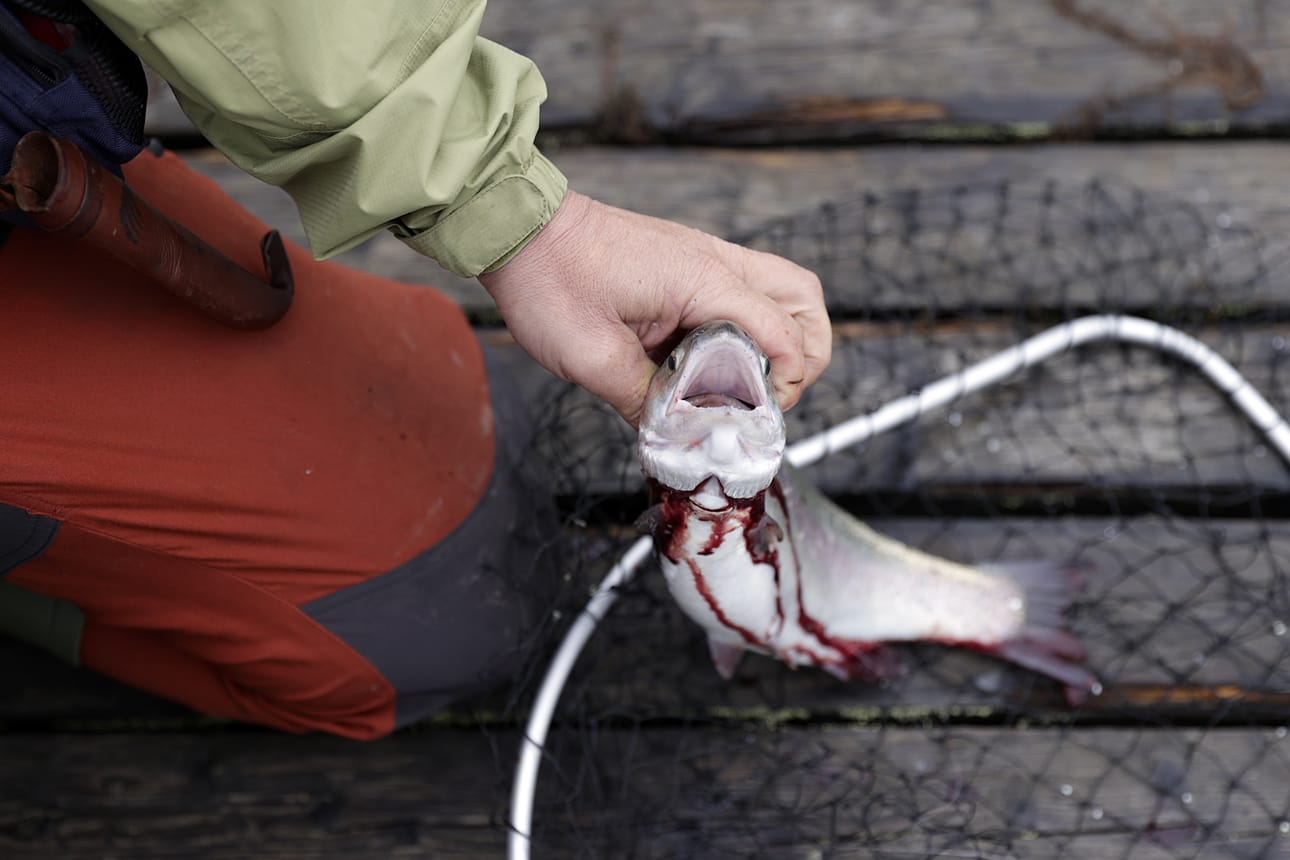 Kiiminkijoen alajuoksu on kalastajien suosiossa.
