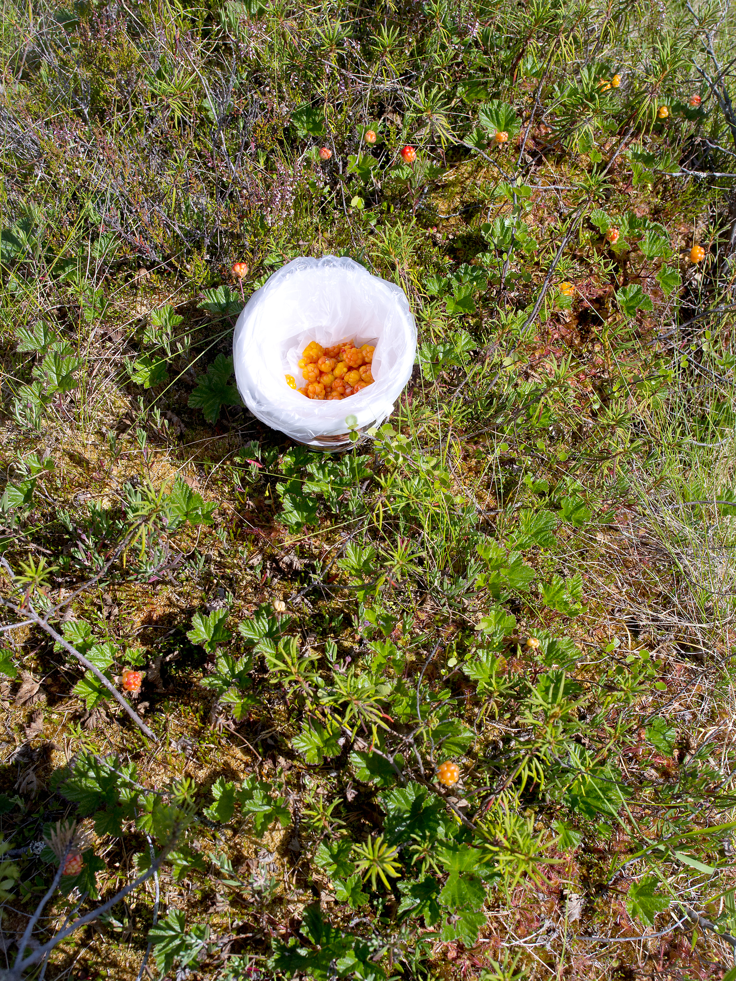 Hilloja kannattaa poimia pieneen kevyeen astiaan, joka on vuorattu muovipussilla. Muovipusseja voi heitellä selkäreppuun sitä mukaa,  kun ne täyttyvät.
