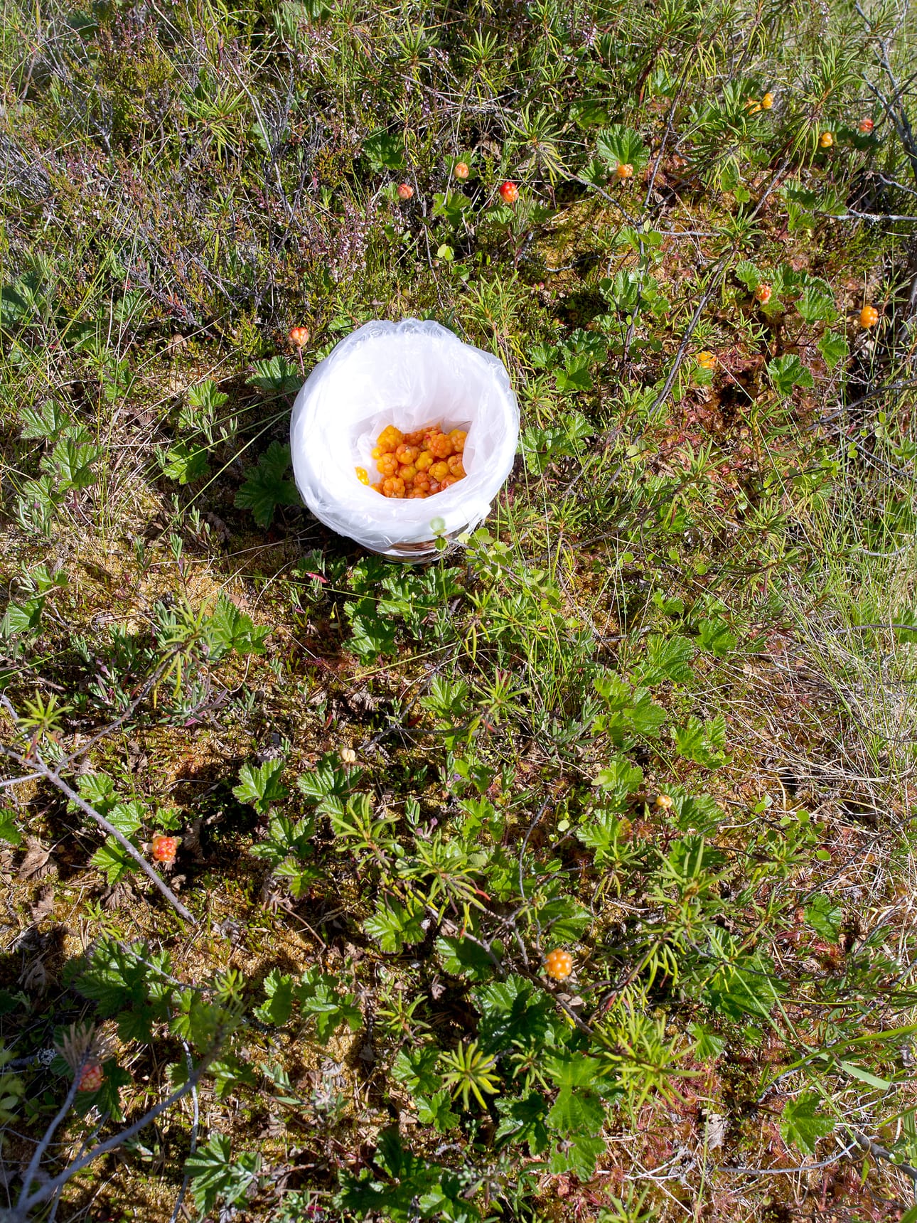 Hilloja kannattaa poimia pieneen kevyeen astiaan, joka on vuorattu muovipussilla. Muovipusseja voi heitellä selkäreppuun sitä mukaa, kun ne täyttyvät.