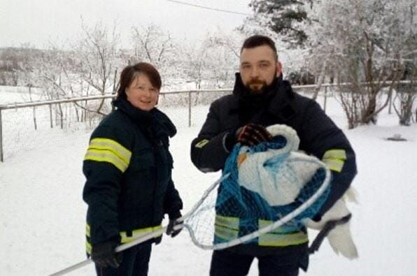 Evijärven palokunta pelasti joutsenen, joka ei päässyt vioittuneen siiven takia lentoon. Kuvassa Karoliina Sulkakoski ja Petri Övermark. KUVAT: PAULI HANHIKOSKI.