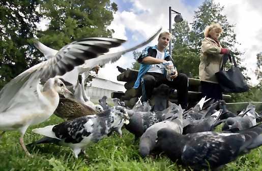 Oulusta löydetty lintuinfluenssavirus on taudinaiheuttamiskyvyltään matala eikä siitä ole siksi vaaraa ihmisille.