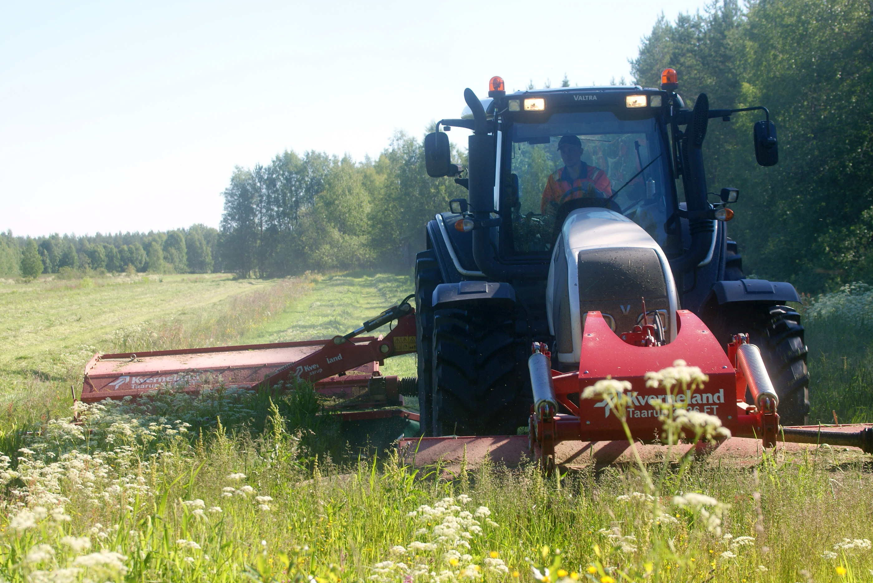 Myös laitumia on kuivuus vaivannut. Rouskuteltavaa ja märehdittävää on kuitenkin riittänyt niillä tiloilla, joissa elikot laitumelle lasketaan. Kuvituskuva.
