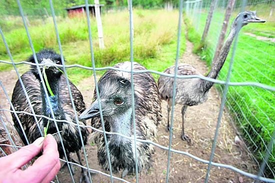 Kahden emun ja yhden nandun jakama aitaus on määräysten mukainen