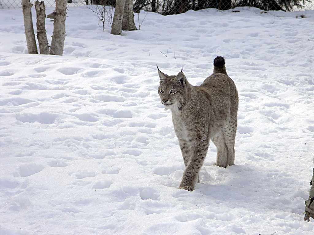 Lapissa myönnettiin lupa 12 ilveksen poikkeuspyyntiin.