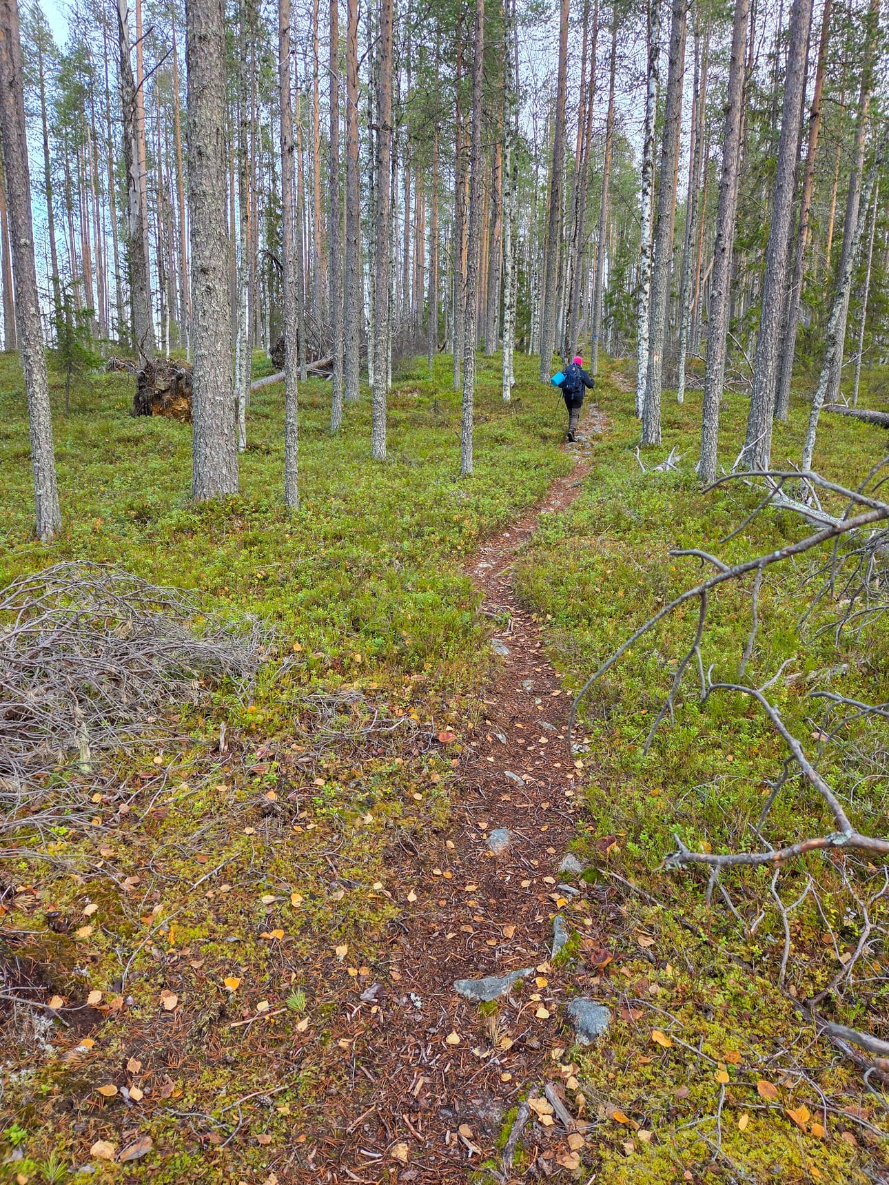 Kometon kierros on helpompi kulkea kuin Sienipolku.