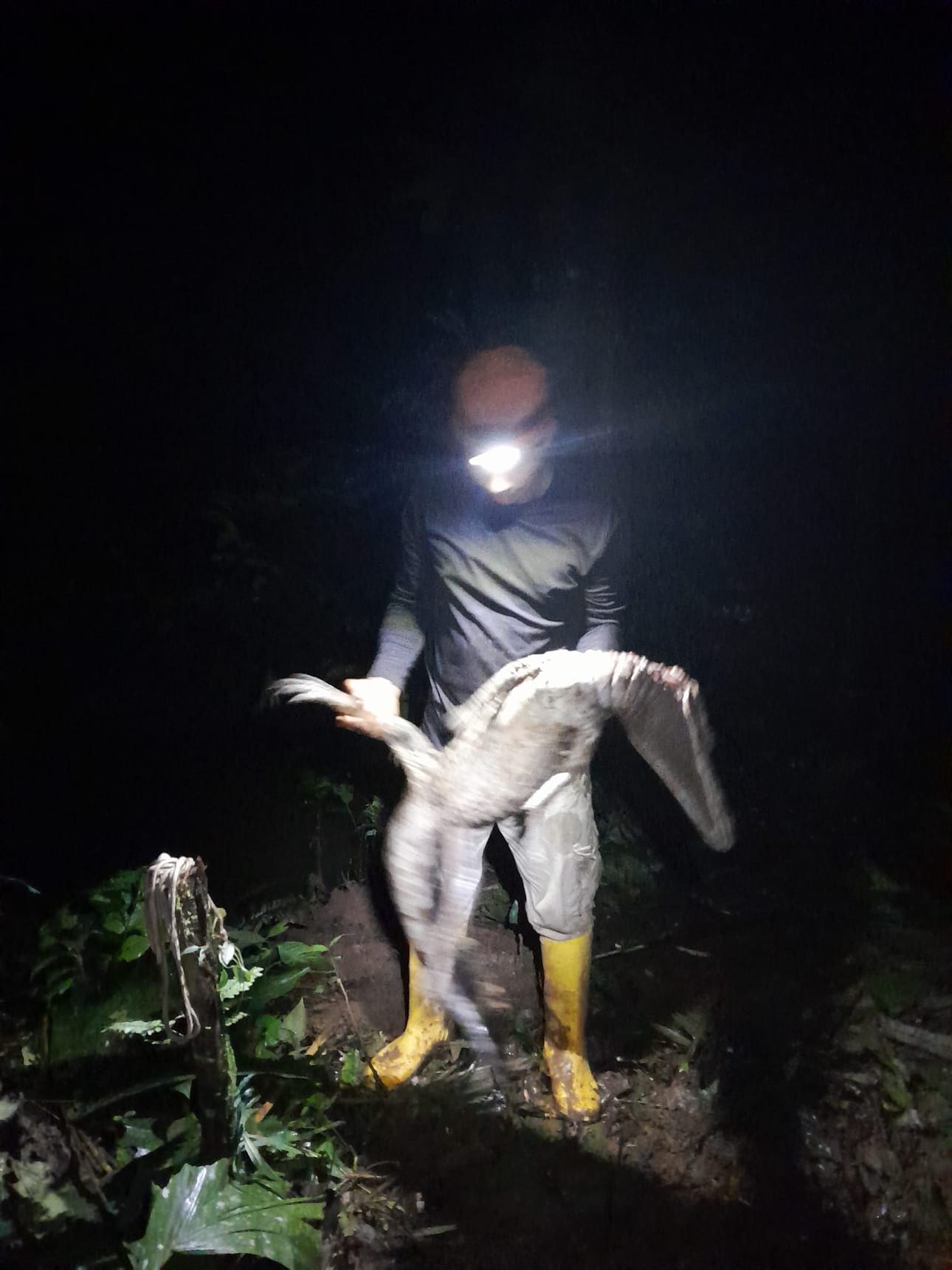 Kaimaani on joutunut metsästäjän saaliiksi.