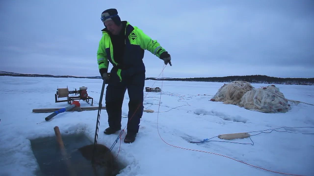Inarijärvi kuhisee taas muikkua