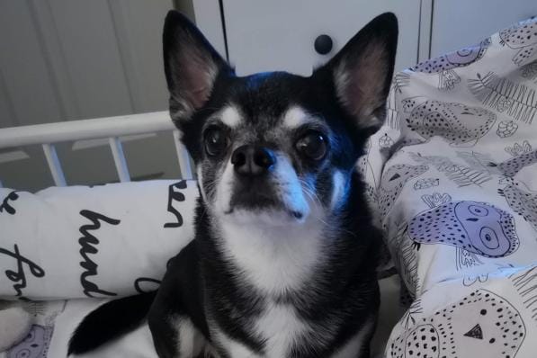 Kaapo-koira menehtyi koirahyökkäyksen seurauksena. KUVA: SANNA MYLLYMÄEN KOTIALBUMI