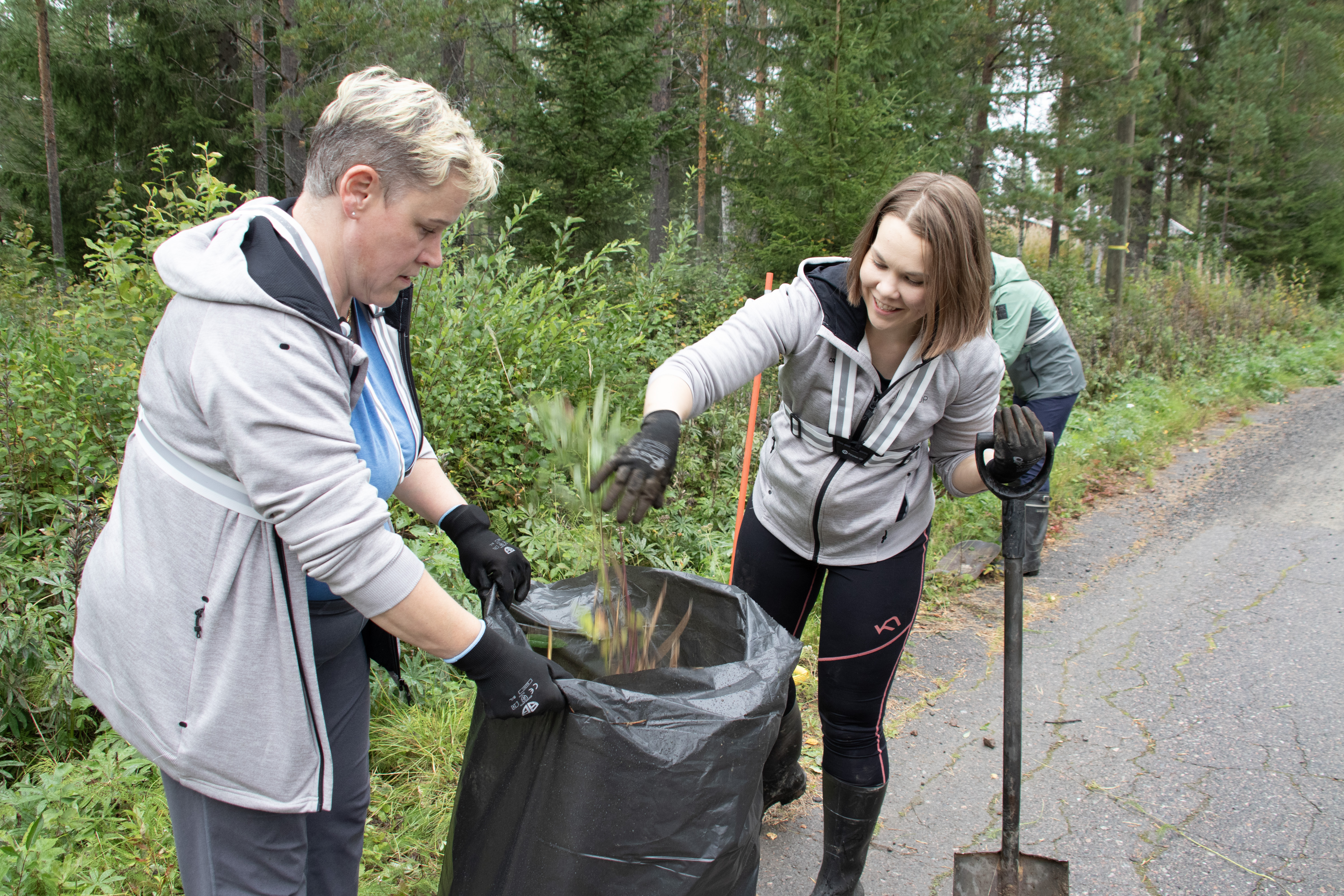 Pyhännän konttorin väki kitki iltapäivän lupiineja – vieraslajeja torjutaan osana pankin vastuullisuustyötä
