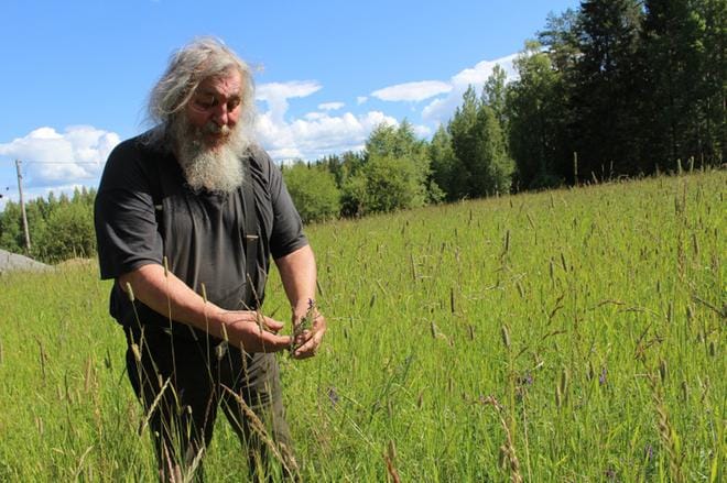 On tällä luomutilalla aika paljon eläimiäkin - mutta ne ovat kaikki villejä ja vapaita, niin kuin vaikkapa nuo lentelevät pääskyset, vitsailee Klaus Lavila. KUVA: REIJO HEIKKILÄ