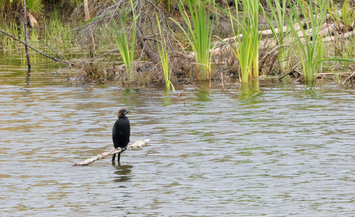 Pohjois-Savossa bongattu lintuharvinaisuus on nähty alueella yhä sunnuntaina – "Hienolta tuntuu nähdä kotikulmilla harvinainen laji"