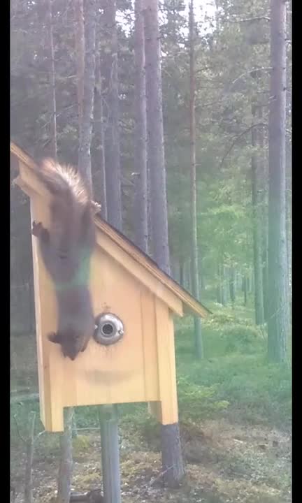Orava ruokailupuuhissa