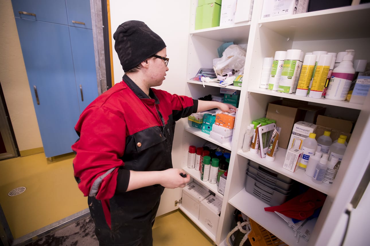 Palokankaalla on kolme navettaa, ja niissä pitää jokaisessa olla samat tarvikkeet saappaista ja käsineistä lähtien. Samoilla saappailla ei toiseen navettaan lompsita.